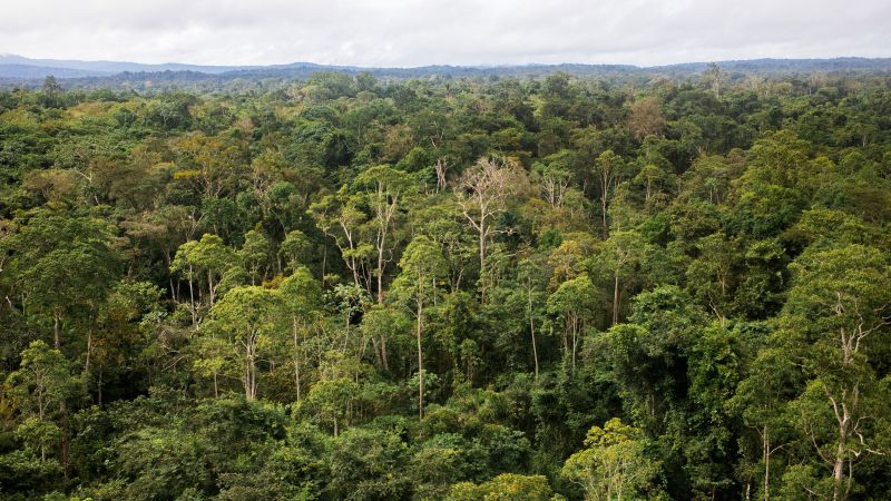 Climate change: There are 9,200 tree species yet to be discovered ...