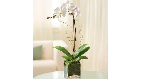 Elegant Orchid