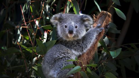 A young female koala sits on a Eucalyptus branch at the Australian Reptile Park on August 27, 2020.