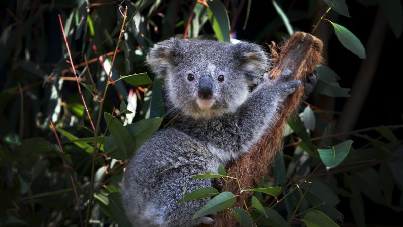 Interesting Facts - Australian Koala Foundation