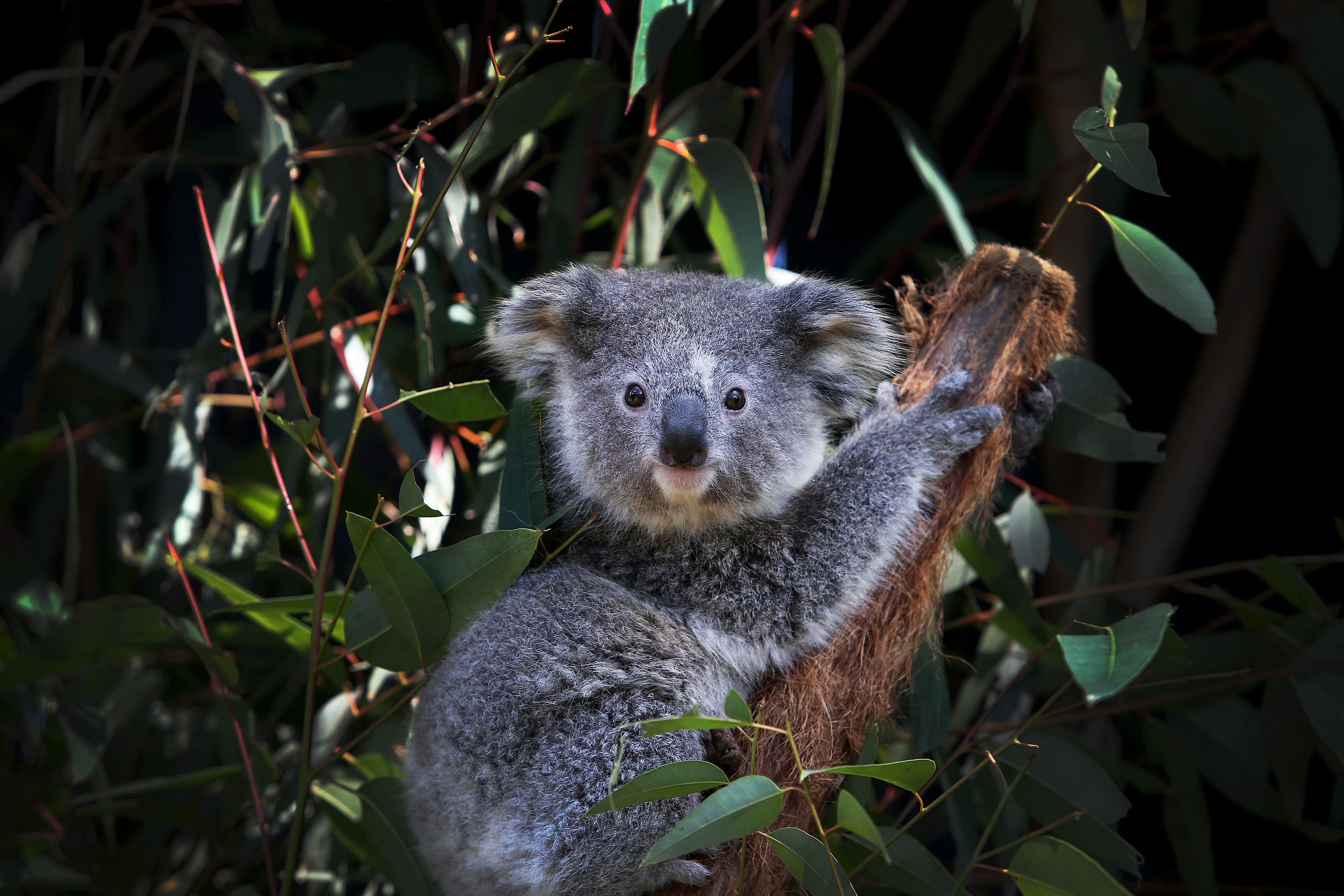 Australia to spend a record $35 million to protect koalas | CNN