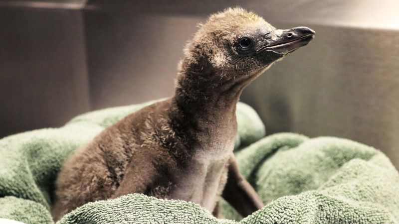 Same-sex penguin couple become first-time dads at New York zoo image