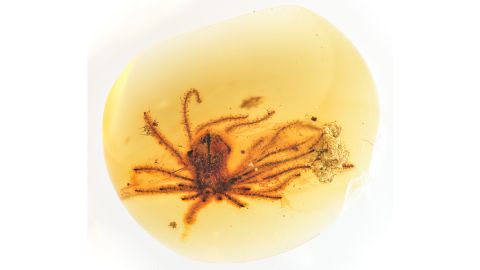 Eophylica priscatellata, one of two flowers discovered perfectly preserved in amber. 