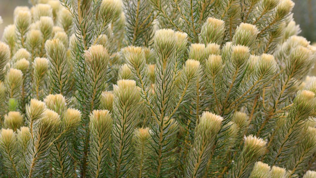 Phylica pubescens, seen here at Kirstenbosch Botanical Garden, in Cape Town, South Africa, is from the same genus as a 99 million-year-old flower.
