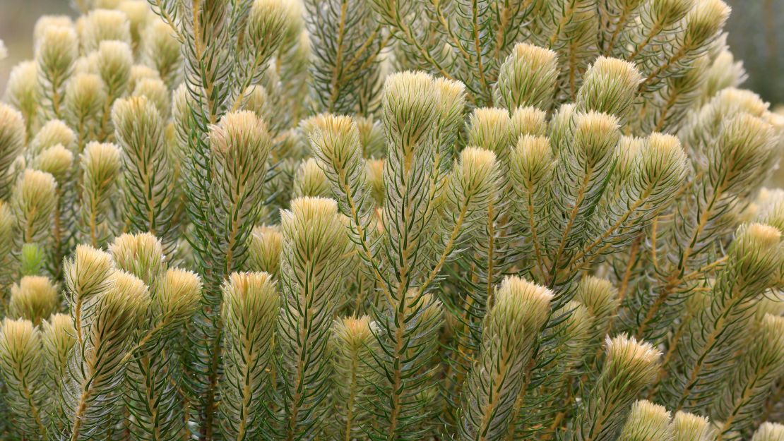 Phylica pubescens,  seen here at Kirstenbosch Botanical Garden, in Cape Town, South Africa, is from the same genus as a 99 million-year-old flower. 
