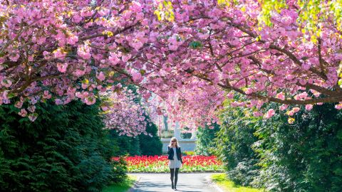 Flowers and trees are blooming a month earlier than expected across the UK.