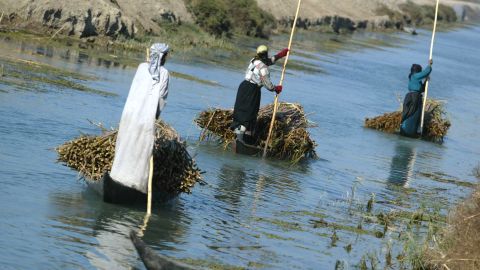 Iraqi Marsh Arabs steer their canoes along the waters of Hor Hamidi. Their homes are built from reeds; they fish the waters and herd cattle and sheep. Migratory birds also use the wetlands to rest during their long journeys south and north.