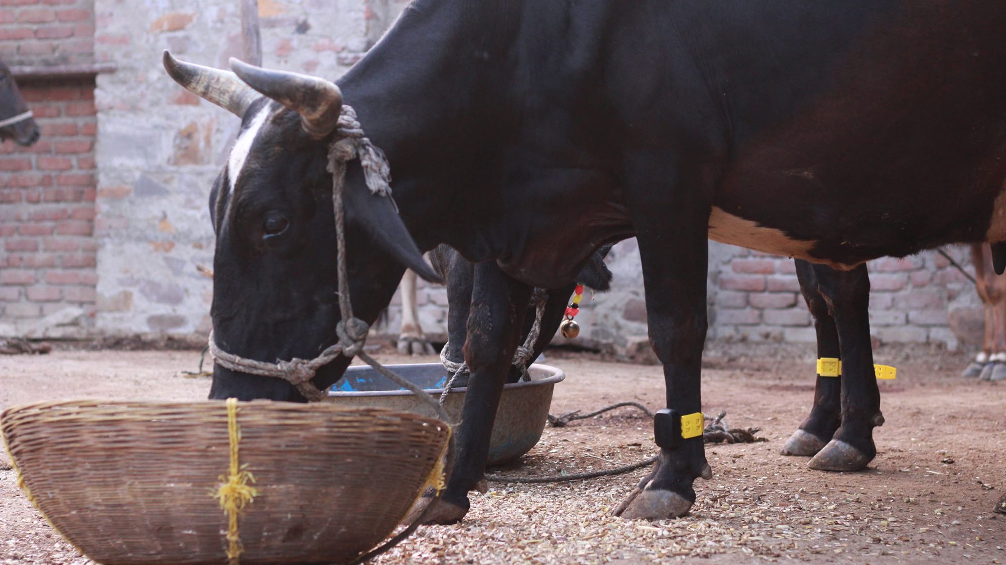 This Indian dairy-tech startup has created a step counter for cows | CNN  Business