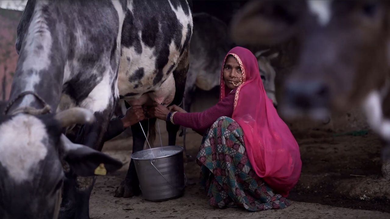 India is the world's largest dairy producer, and companies like Stellapps hope to make it more efficient with technology.