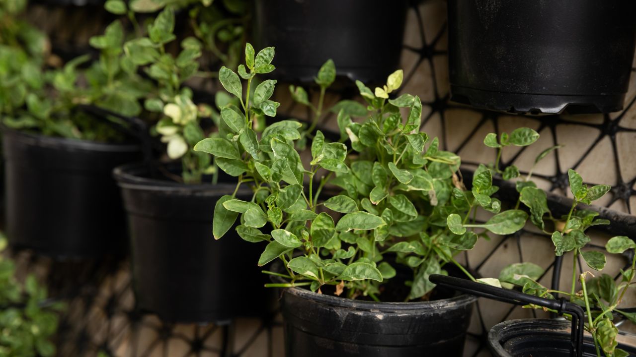 Mint, basil and tomato plants are grown in the cone.