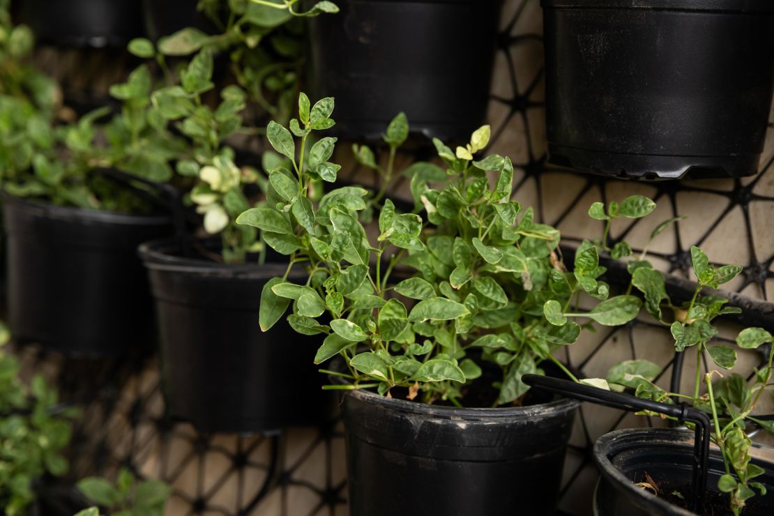 Mint, basil and tomato plants are grown in the cone.