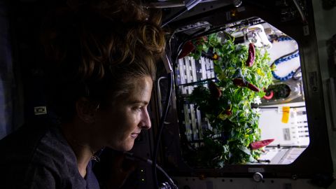 NASA astronaut and Expedition 66 Flight Engineer Kayla Barron checks out chili peppers growing inside the International Space Station's Advanced Plant Habitat before they were harvested for the Plant Habitat-04 space botany experiment, on November 26, 2021.