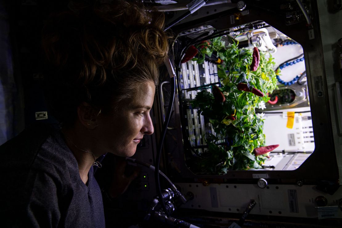 NASA astronaut and Expedition 66 Flight Engineer Kayla Barron checks out chili peppers growing inside the International Space Station's Advanced Plant Habitat before they were harvested for the Plant Habitat-04 space botany experiment, on November 26, 2021.