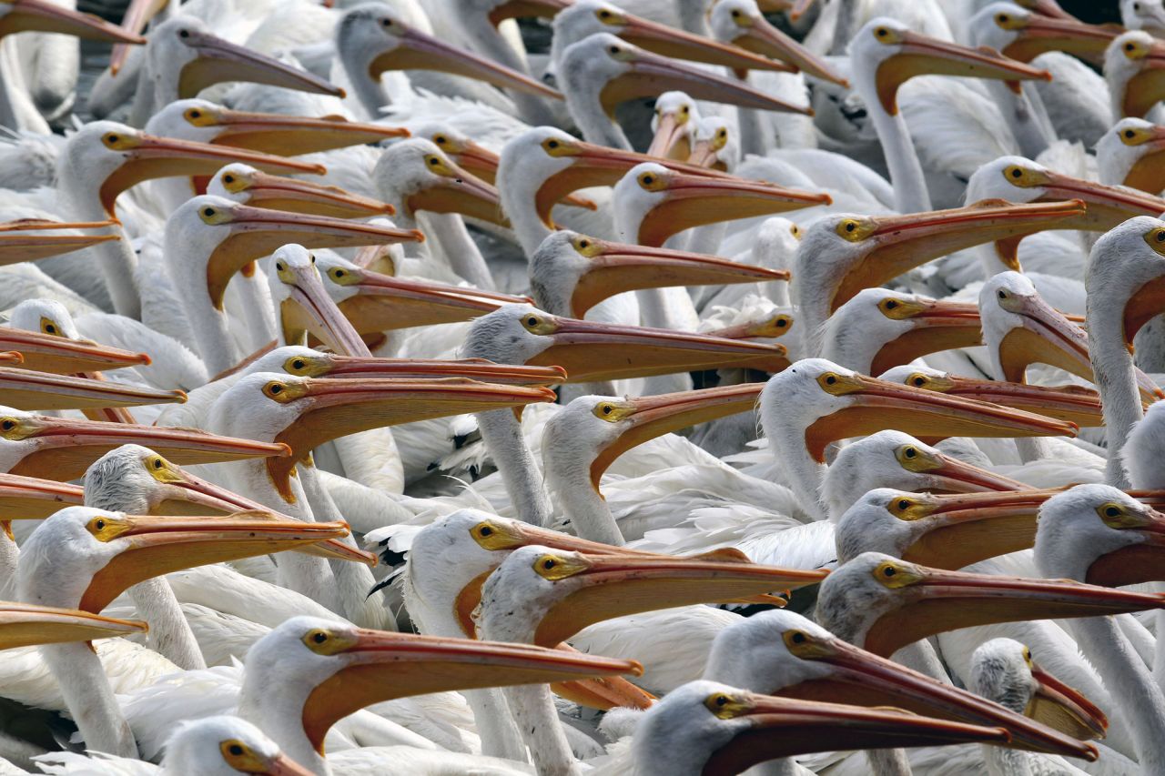 White pelicans are seen on a lagoon's shore in Cojumatlán de Régules, Mexico, on Friday, January 28. 