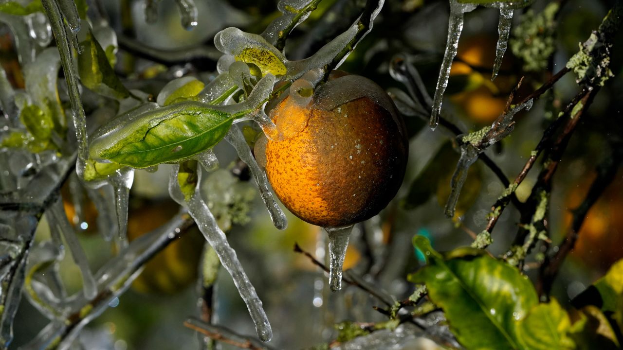 Ice clings to an orange in Plant City, Florida, after temperatures dipped below freezing on Sunday, January 30. Farmers spray water on their crops to help keep the fruit from getting damaged by the cold.