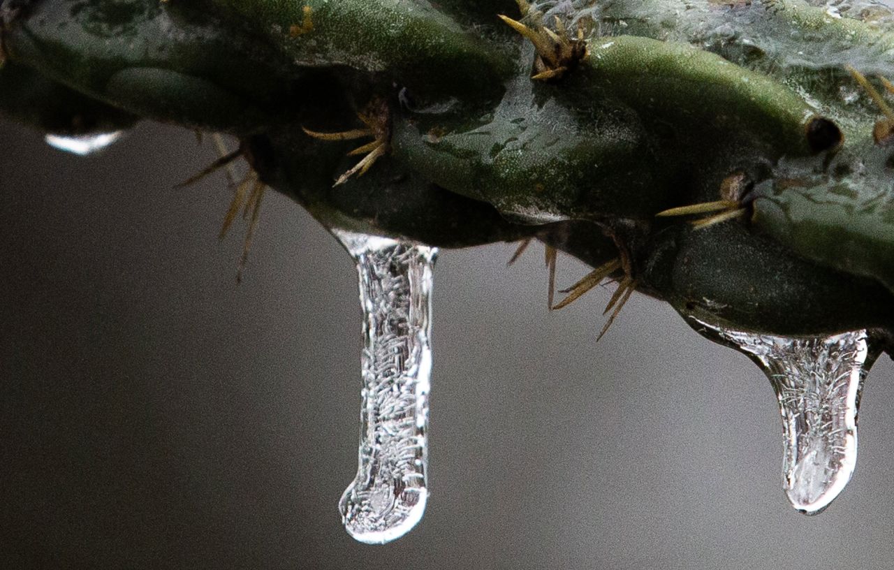 Ice accumulates on a cactus in Austin, Texas, on February 3.