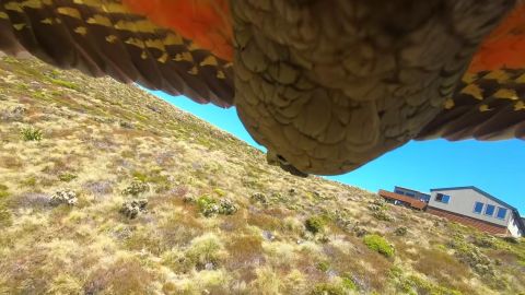 A New Zealand family got an unexpected birds eye view of a trail they had just hiked in Fiordland National Park, South Island, after a mischievous parrot stole their GoPro and took flight.