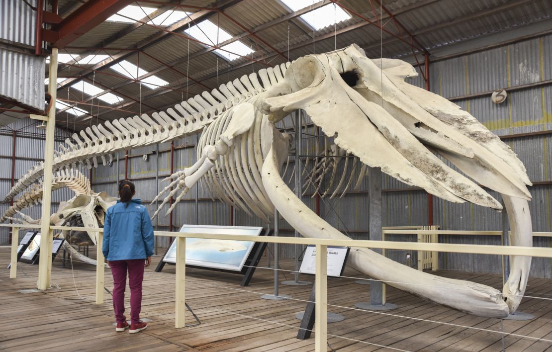 The Albany Historic Whaling Station contains a blue whale skeleton.