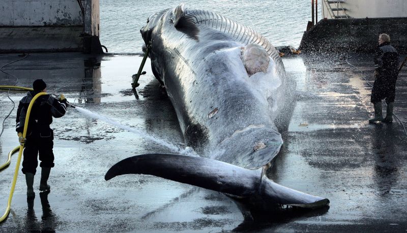 Whaling in Iceland Country to end controversial fishing practice from 2024 CNN