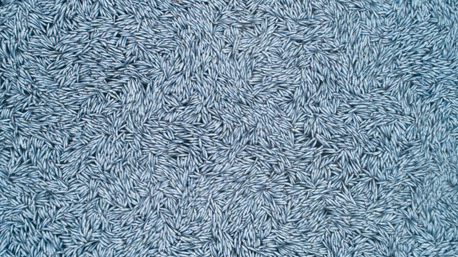 The NGO Sea Shepherd discovers thousands of dead fish, more than 100,000 untargeted dead blue whiting, in the Atlantic Ocean off the French coast