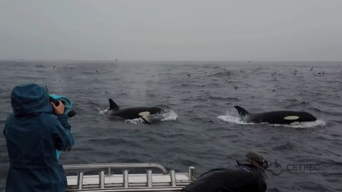 Nearly all of the orcas participating in the first hunt were adult females. 