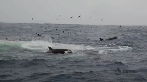 The first predation attracted numerous seabirds, including flesh-footed shearwaters, Wilson's storm-petrels, white-faced storm-petrels and at least one black-browned albatross.