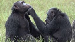 This photo shows a chimpanzee female, Roxy, applying an insect to a wound on the face of an adult chimpanzee male named Thea.