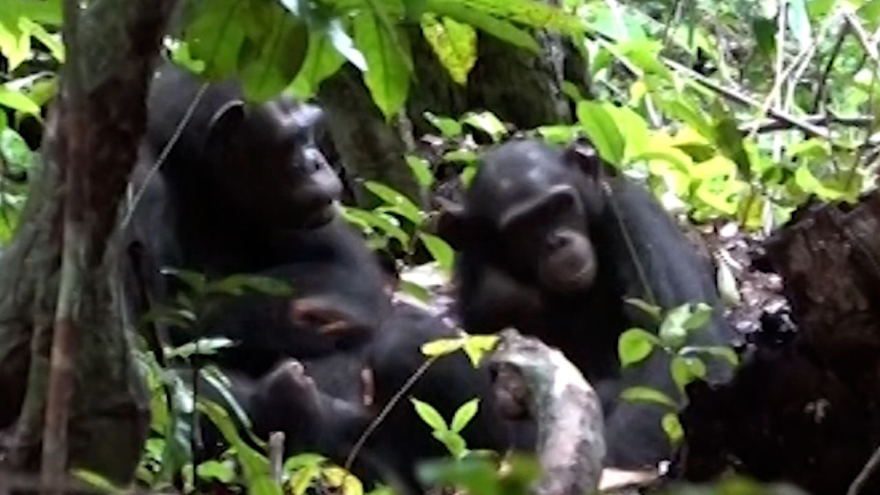 chimpanzee insects medicine wounds