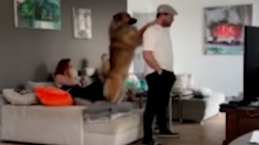 dog calms ranting coach