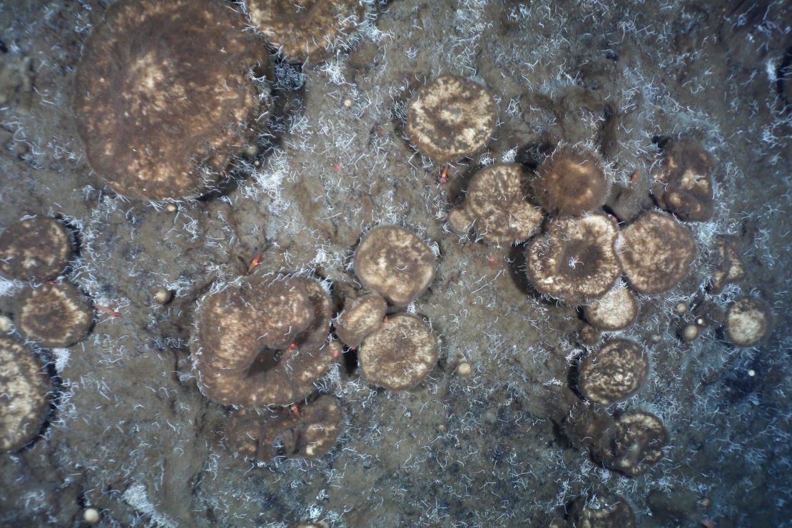 The sponge gardens are located on the northerly Langseth Ridge near the North Pole.