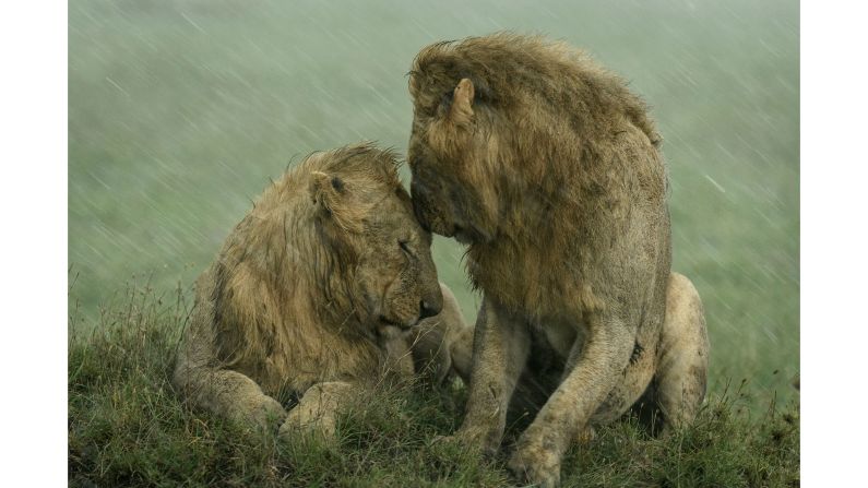 Two male lions share a tender moment as they take shelter from the rain in the Maasai Mara, Kenya, in this shot by photographer Ashleigh McCord.