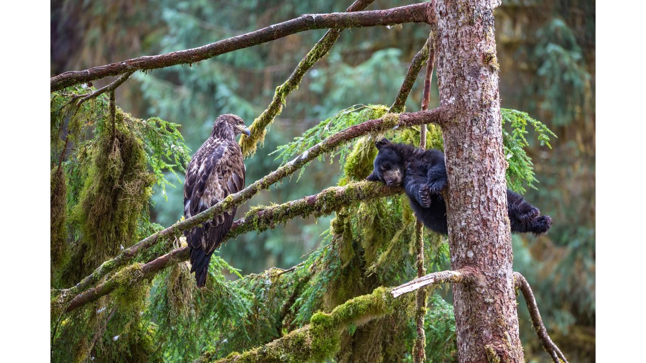 A juvenile bald eagle and a black bear cub make for an unlikely pair in this photo taken by Jeroen Hoekendijk in Alaska, US.