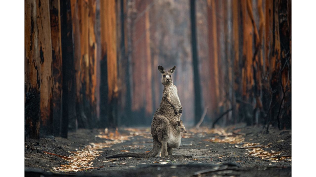 An eastern gray kangaroo and her joey in the midst of a burned eucalyptus plantation near Mallacoota, southern Australia, in this striking image by Jo-Anne McArthur.