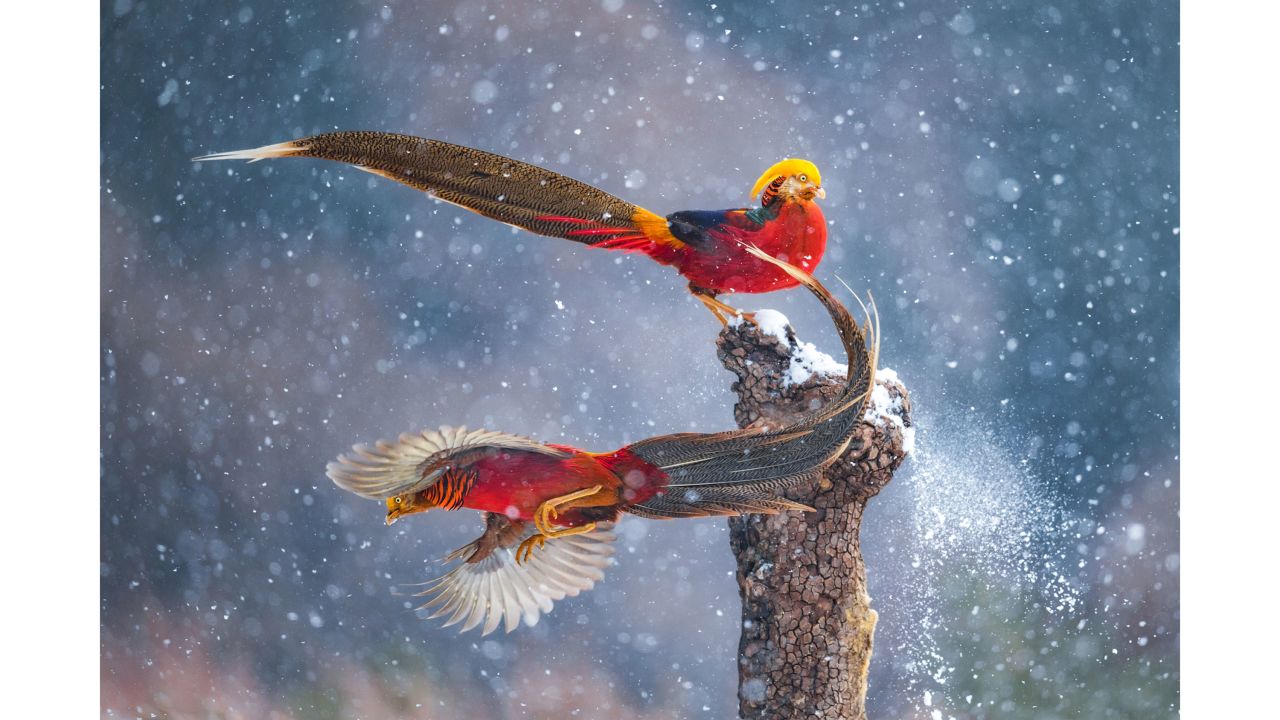 Two male golden pheasants appear to dance together in this photo by Chinese photographer Qiang Guo, taken in Shanxi Province, China