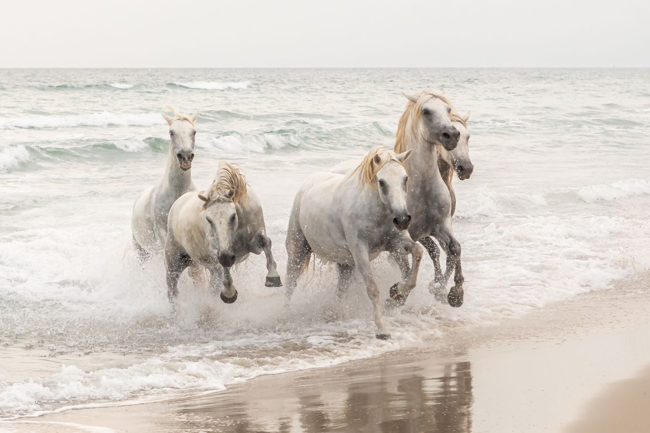 Slovenian photographer Matjaž Šimic got a close up image of white Camargue horses when visiting France one summer in his picture "Wild Horses."