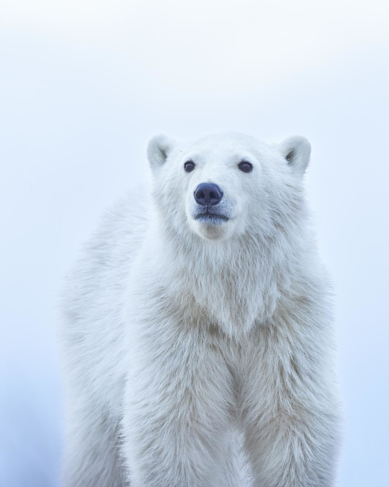 US photographer Jenny Zhao's "Polar Bear Cub" was taken in Canada in November.