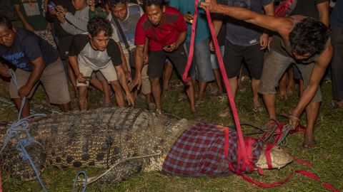 Residents remove the leash of a wild crocodile after removing a used tire that was stuck around its neck for six years in Palu, Central Sulawesi Province, Indonesia on February 7, 2022.