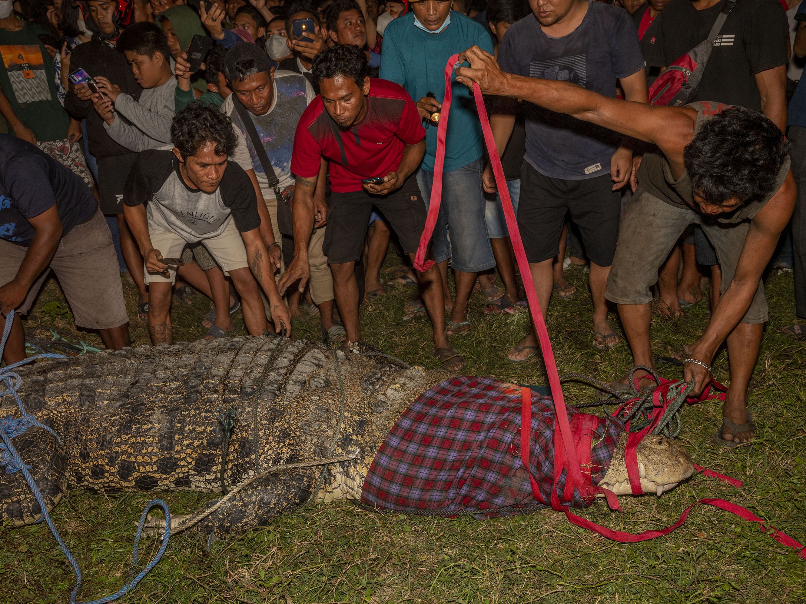 Indonesia crocodile finally freed from tire after six years | CNN