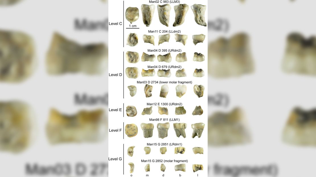 The bumps and groves are a bit like fingerprints for archaeologists, giving clues to ancestry and behavior. Level E is the Homo sapien tooth. 