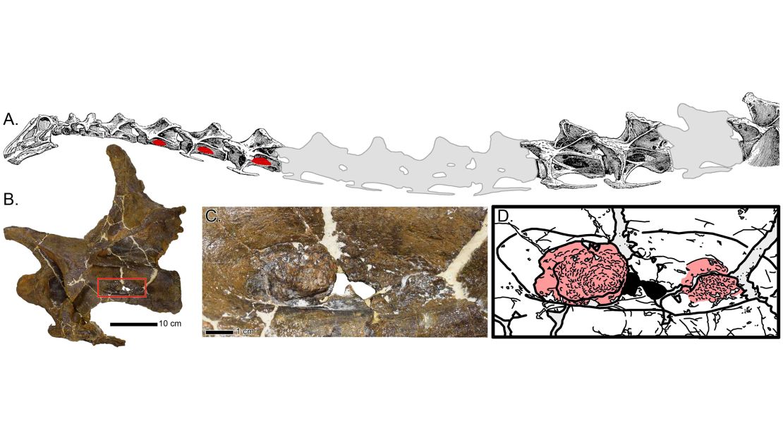 Abnormal bony growths, depicted in red, were found in Dolly's neck bones.