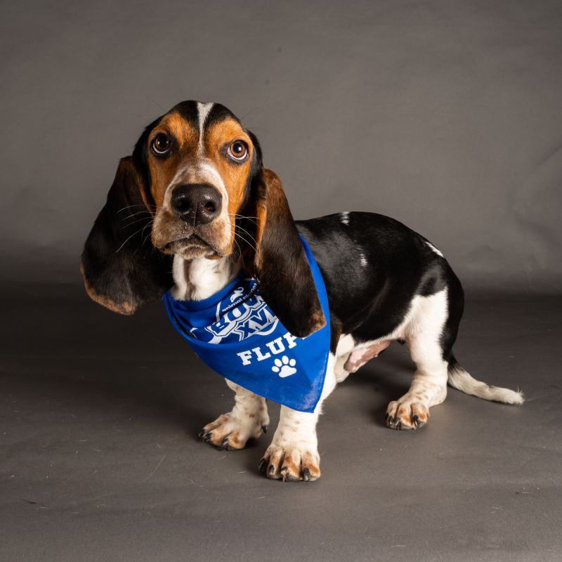 team fluff puppy bowl