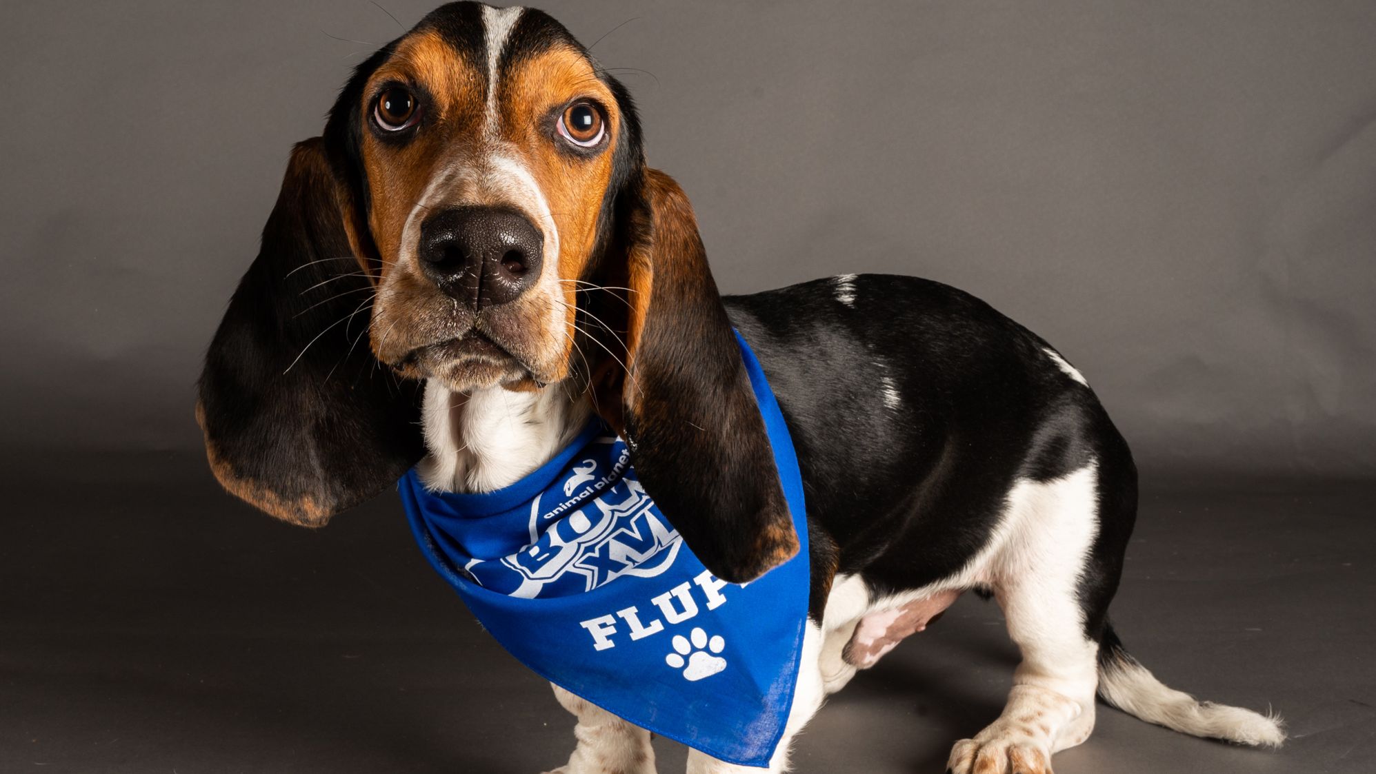 Watson is one of the Puppy Bowl's competitors. 
