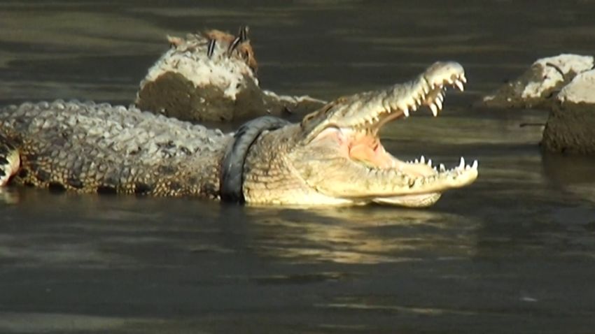 indonesia crocodile thumbnail for video