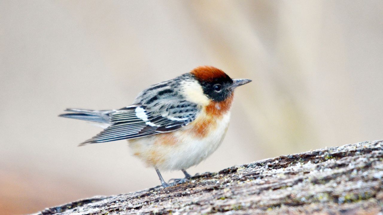 A male bay-breasted warbler, one of the species of smaller-brained birds, researchers said were more affected by climate change. 