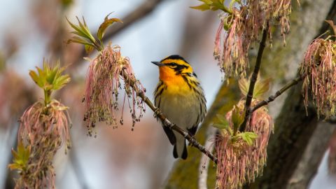 A Blackburnian warbler, pictured here, was another of the species of smaller-brained birds that were more strongly affected by climate change.  