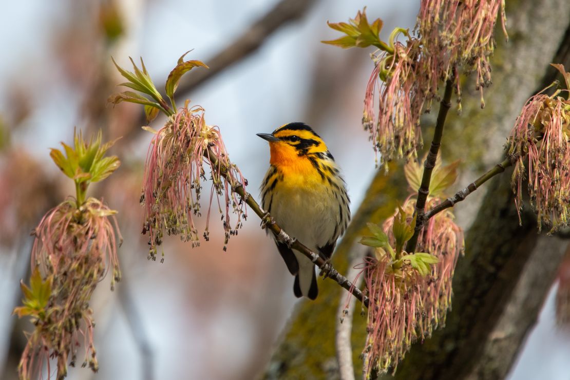 A Blackburnian warbler, pictured here, was another of the species of smaller-brained birds that were more strongly affected by climate change.  