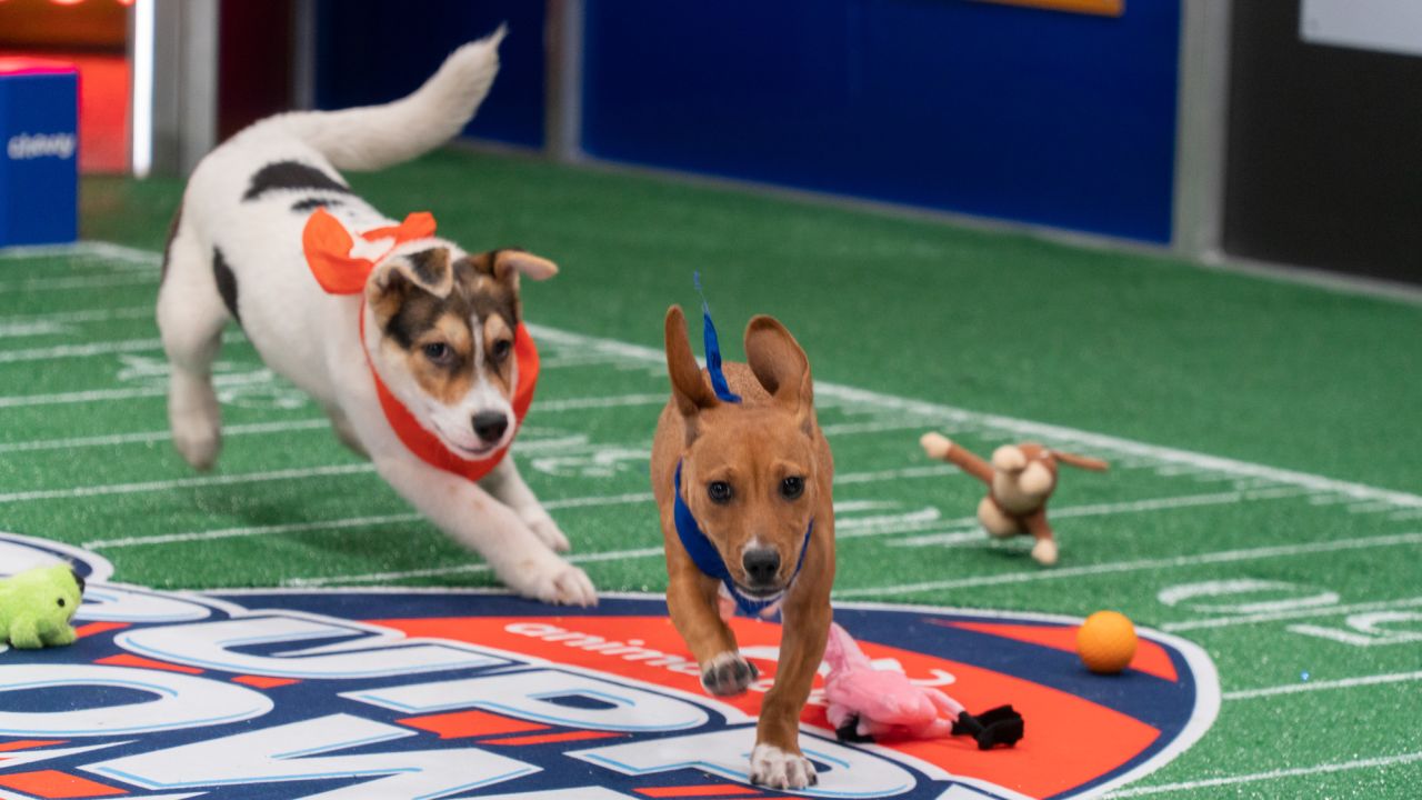 Ellington (left) chasing Chorizo (right) on the field during the 2022 Puppy Bowl. 