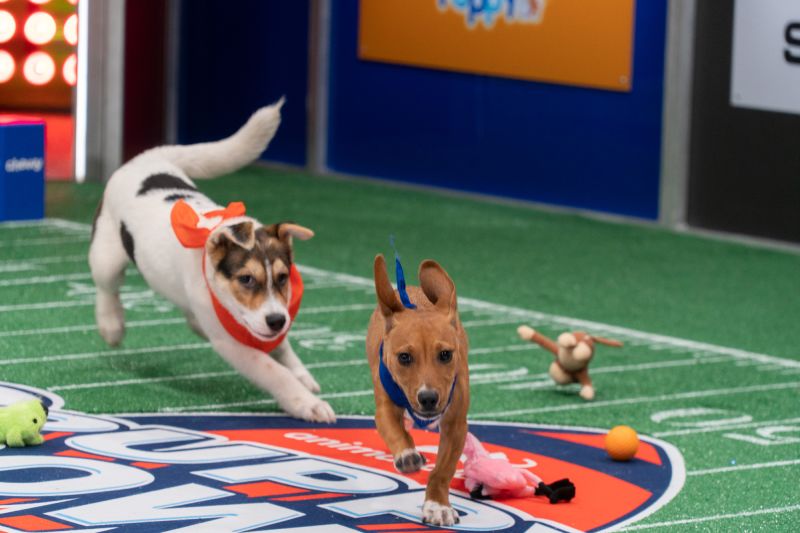 Puppy Bowl 2022 Team Fluff wins against Team Ruff CNN