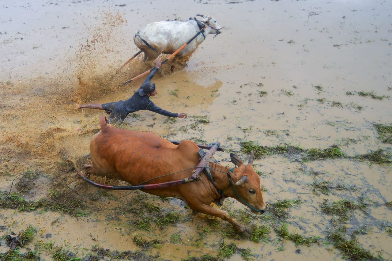 A jockey takes part in the Pacu Jawi, a traditional cow race held at a paddy field in the Indonesian regency of Tanah Datar, on Saturday, February 5.