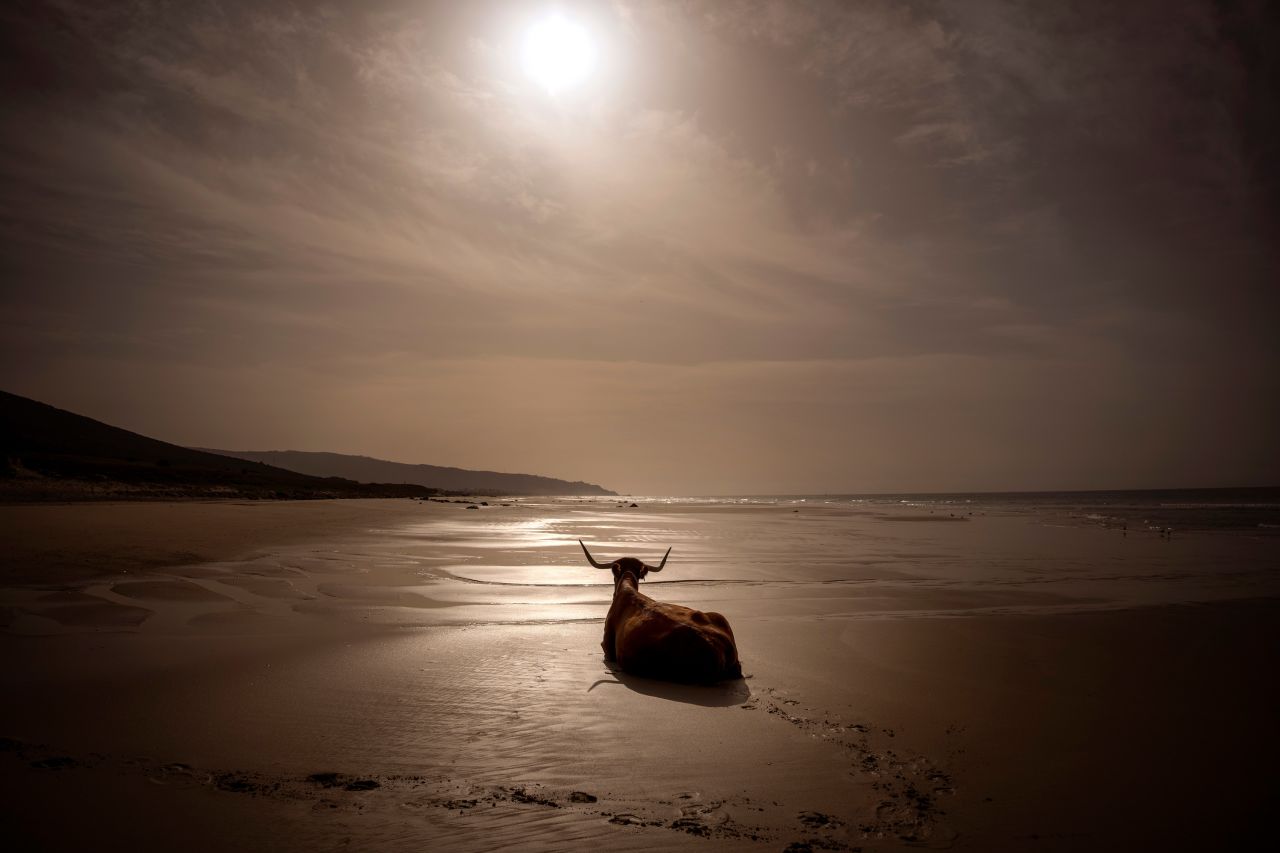 A cow sits on a beach near Barbate, Spain, on Saturday, February 5. <a href="http://www.cnn.com/2022/02/03/world/gallery/photos-this-week-january-27-february-3/index.html" target="_blank">See last week in 36 photos.</a>